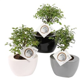 Бонсай, Смешанный В Сложенном Горшке Размером 14 См, Цветная Смесь ( Bonsai Mixed In W14cm Folded Po