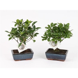 Бонсай Смешанный В Форме Керамического Шара Диаметром 15 СМ ( Bonsai Mixed In W15cm Ceramic Ball Sha