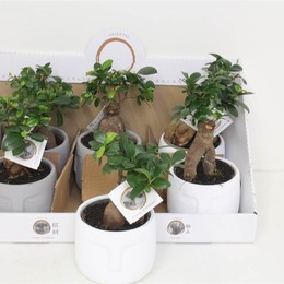 Фикус микрокарпа Женьшень в дзенском характере ( Ficus microcarpa Ginseng In Zen Character ) W 14 см