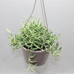 Сенецио "связка бананов" (подвесная корзина) ( Senecio 'string Of Bananas' (hanging Basket) ) W 15 с
