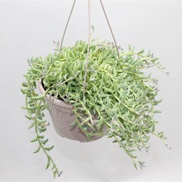 Сенецио Перегринус "Цепочка дельфинов" ( Senecio Peregrinus 'string Of Dolphins' ) W 15 см H 25 см