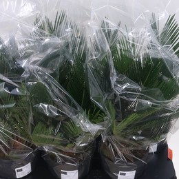 Революция саговника ( Cycas Revoluta ) W 15 см H 40 см