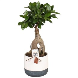 Фикус, М., Банка С Женьшенем W12 См В Керамической Двухтонке W14 См ( Ficus M. Ginseng Pot W12cm In