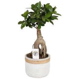Фикус, М., Банка Женьшеня W12 См В Банке W14 См С Веревкой ( Ficus M. Ginseng Pot W12cm In W14cm Pot