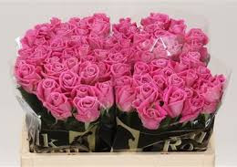 Rosa Gr Aqua (Роза Гр Аква)  В70 (Цветы Удмуртии)