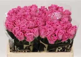 Rosa Gr Aqua (Роза Гр Аква) В50(Цветы Удмуртии)