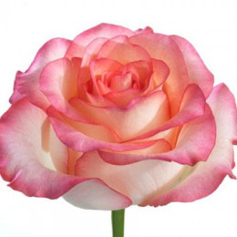 Rosa Gr Jumilia (Роза Гр Джумилия)  В60