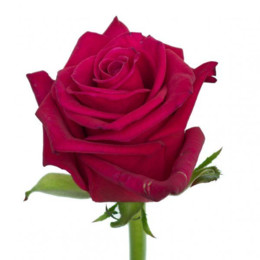 Rosa Gr Layla (Роза Гр Лейла) В80 (MKSH)