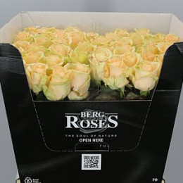 Rosa Gr Avalanche Peach (Роза Гр Аваланж Пич) В60