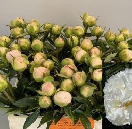 Paeonia L Miss America (Пион Мисс Америка) В55