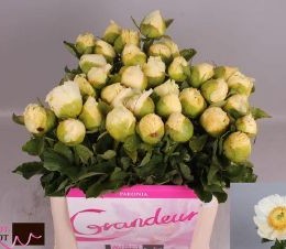 Paeonia L Moonrise (Пион Мунрайз) В55