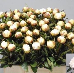 Paeonia Madame Claude Tain (Пион Мадам Клауд Тейн) В55
