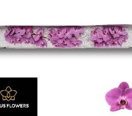Phalaenopsis Anthura Kunming (Фалинопсис Антура Куминг) В45