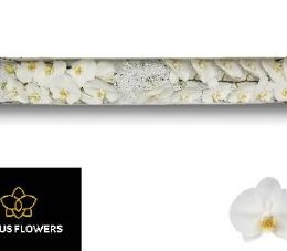 Phalaenopsis Kobe (Фалинопсис Коба) В45