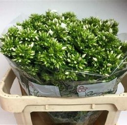Phlox Whitecap (Флоксы Вайткап) В65
