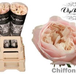 Rosa gr Chiffon(Роза гр Шифон) В70