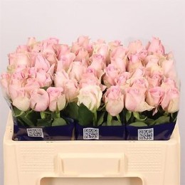 Rosa gr Revival Angel (Роза Гр Ревиваль Ангел) В50