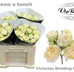 Rosa spray Victor Wedding+(Роза Виктор Вейдинг В70