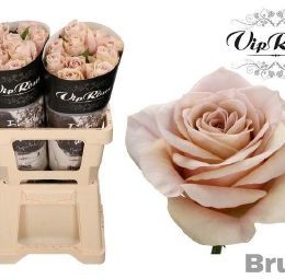 Rosa gr Brut! (Роза гр Ьрут) В60