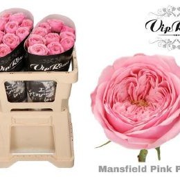 Rosa kl Mansfield Pink Park (Роза Кл Мансфилд Пинк Парк) В50
