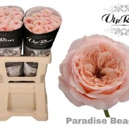 Rosa kl Paradise Beach (Роза Кл Парадиз Бич) В60