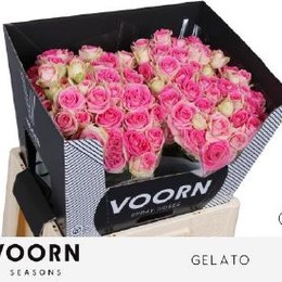 Rosa spray Gelato (Роза Гелато) В60