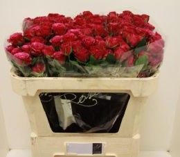 Rosa Spray Cheyenne (Роза Чейне)В70