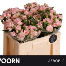 Rosa Spray Aerobic (Роза Спрей Аэробик)В50