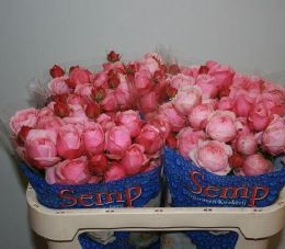 Rosa spray Silva Pink+ (Роза Тр Сильва Пинк) В70