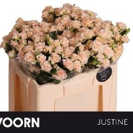 Rosa Tr  Justine (Роза Жустин) В50