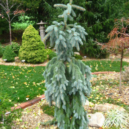 Ель колючая Glauca Pendula (Глаука Пендула)