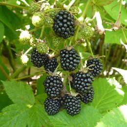 Ежевика Эбони (Ebony)