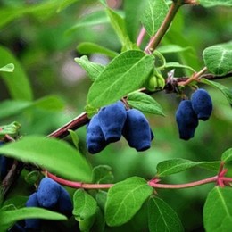 Жимолость камчатская Лакомка