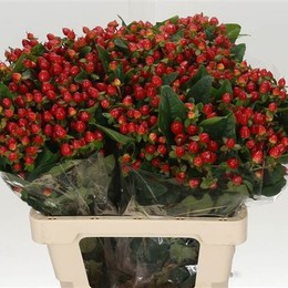 Hypericum Magical Triumph (Гиперикум Мэджикал Триумф)В70