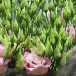 Eustoma Du Corelli Light Pink (Эустома Ду Корелли Лайт Пинк) В75EX
