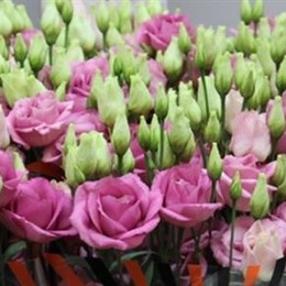 Eustoma Du Rosita Rose (Эустома Ду Росита Роуз) В75EX