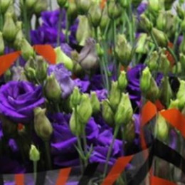 Eustoma Du Rosita Blue (Эустома Ду Росита Блу) В65