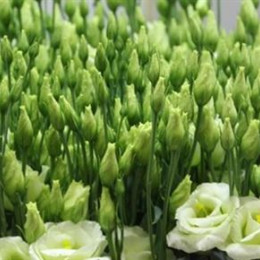 Eustoma Du Rosita Green (Эустома Ду Росита Грин) В75