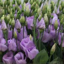 Eustoma En Cari Lavendel (Эустома Эн Кари Лавандер) В75EX