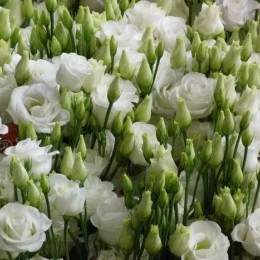 Eustoma du jasny white(Эустома ду Джасни Вайт) В70