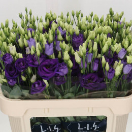 Eustoma Du Rosita Blue (Эустома Ду Росита Блу) В75