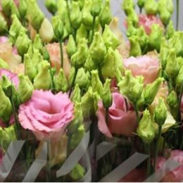 Eustoma Du Corelli Apricot (Эустома Ду Корелли Априкот) В75EX