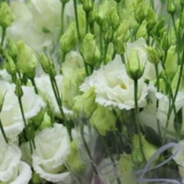 Eustoma Du Alissa White (Эустома Ду Алисса вайт) В60