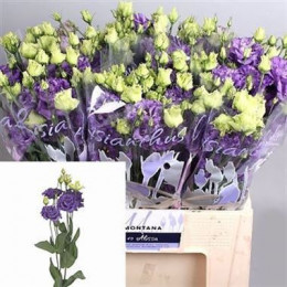 Lisianthus du alissa blue   (Эустома ду Алиса Блу)В45