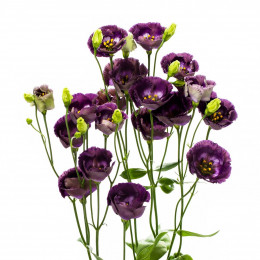Eustoma Du Rossanne Black Jew (Эустома Ду Россанне Блэк Джеу) В75EX