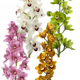 Cymbidium Tak Mix (Цимбидиум Так Микс) В80