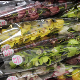 Cymbidium Mini Mixed (Орхидея Мини Миксед ) В50