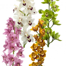 Cymbidium mix (Орхидея Микс) В70