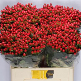 Hypericum Coco Rio Red (Гиперикум Коко Рио Ред) В60