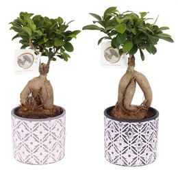 Фикус, М., Банка С Женьшенем W12 См В W14 См, Терракота, Бла-Бла-Бла ( Ficus M. Ginseng Pot W12cm In